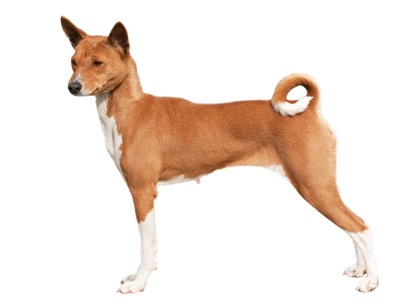 Basenji