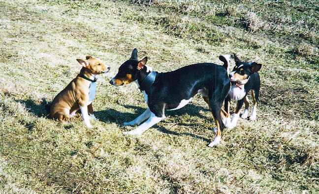 Basenji Training