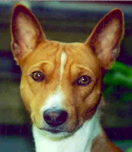 basenji rot weiss kopf