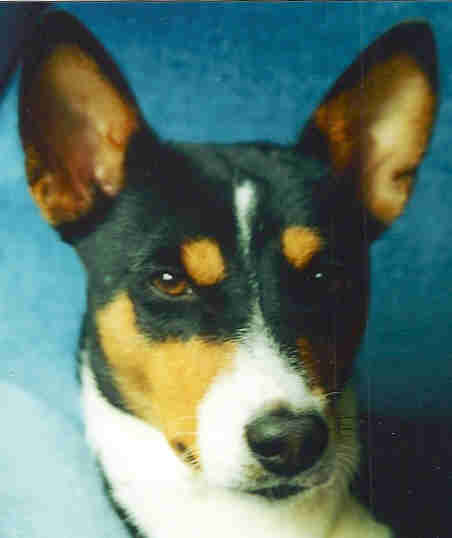 basenji tri kopf