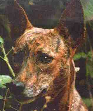 wild basenji