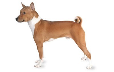 Basenji Breed Photo