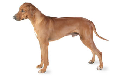 Rhodesian Ridgeback Breed Photo